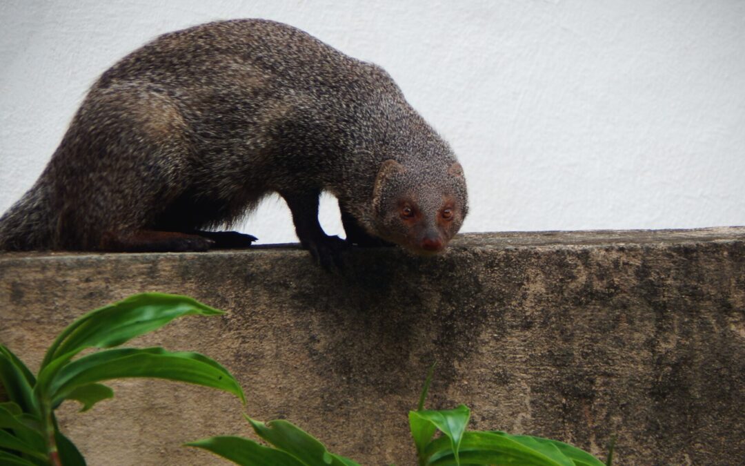 The Story of the Hawaiian Mongoose