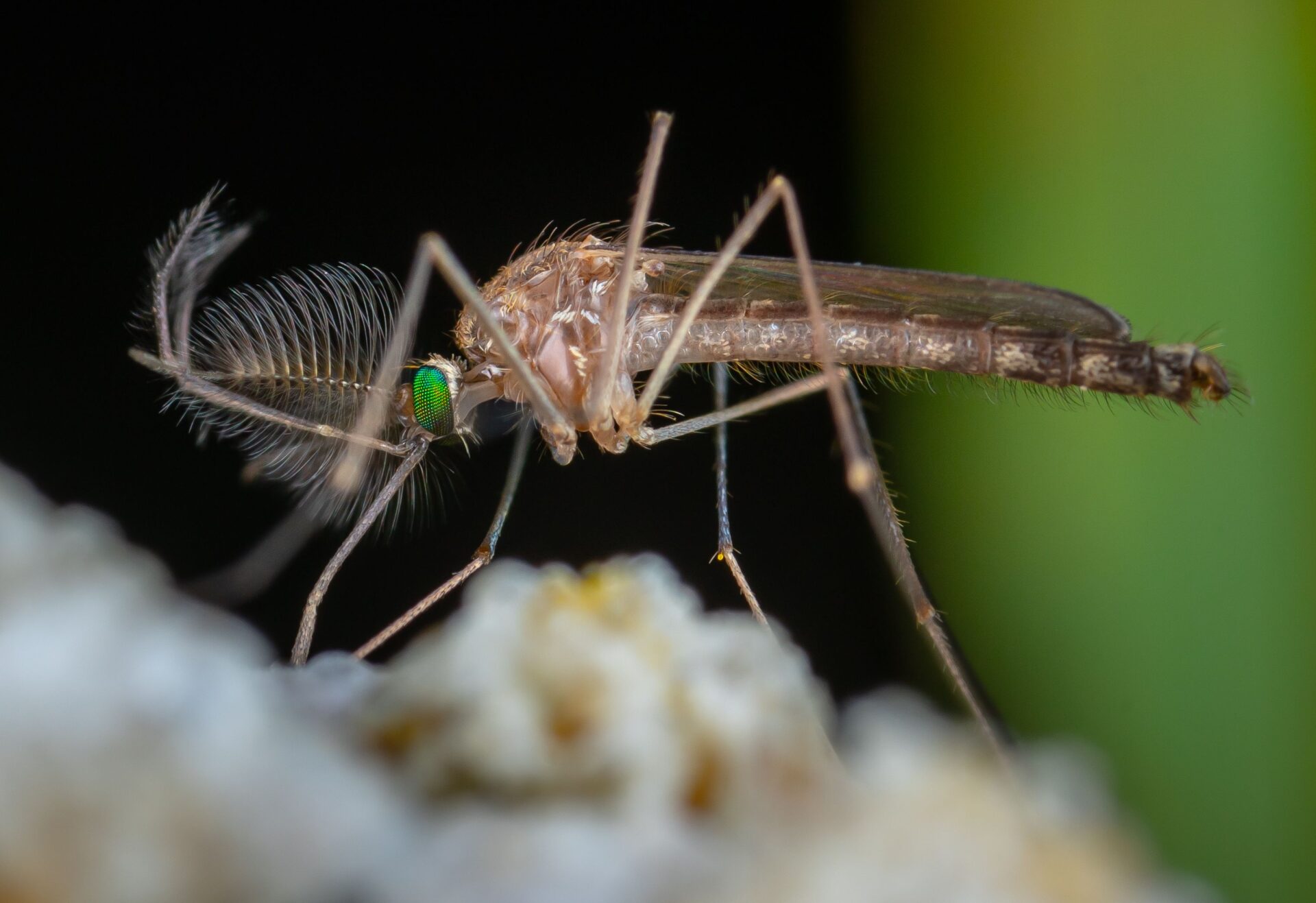 How to Avoid Mosquitoes in Hawaii