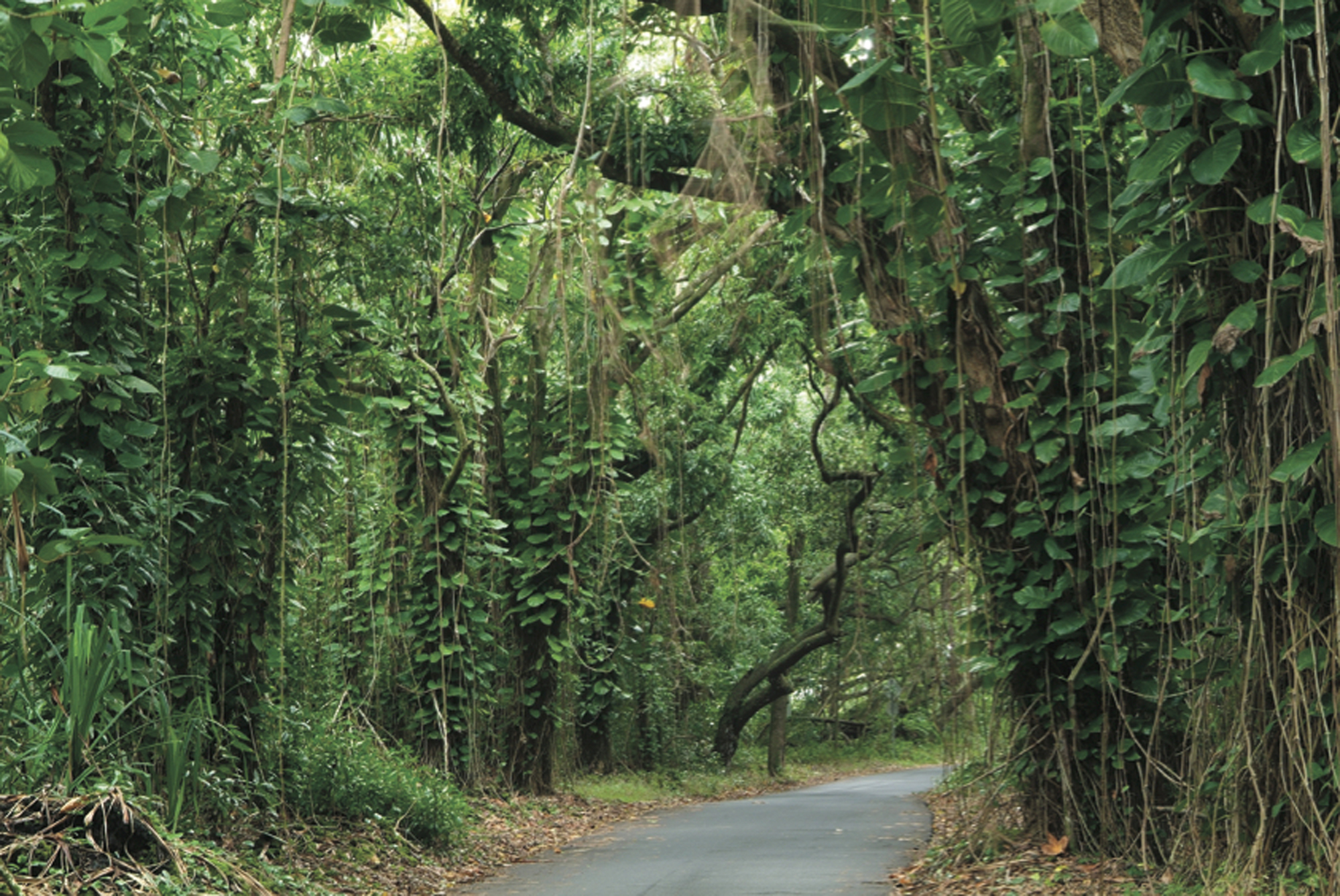 Big Island_Hilo—Lonely Puna Road