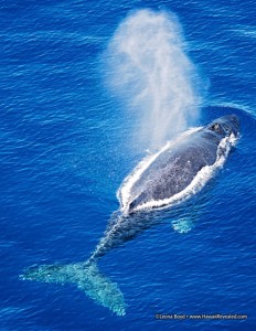 A humpback relaxes in the warm waters of Hawaii