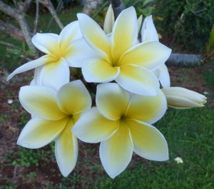 The beautiful and fragrant flower is made into the Leis that Hawaii is known for.