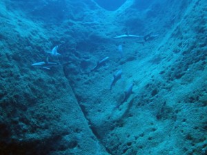 Grey reef sharks hanging out off the island of Niihau