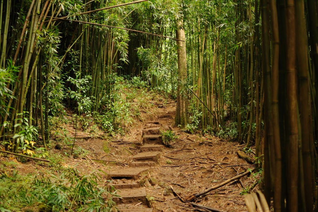 Mānoa Falls Trail, a Hiking area in Honolulu, Hawaii with a stairway and surrounded by bamboo