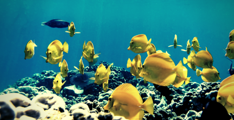 A (Fun) Pop Quiz to Find Out Which Hawaiian Island You Should Visit